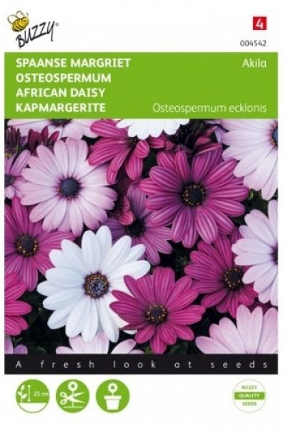 004542 osteospermum Akila zmes_500x500